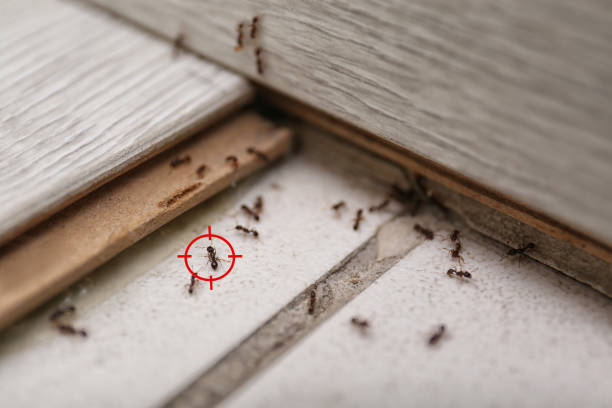 Best Cockroach Control Services  in Tiffin, IA