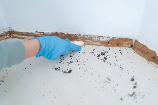 Reliable Tiffin, IA Pest Control Solutions